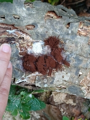 Stemonitis splendens