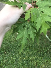 Acer saccharum