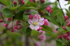 Malus spectabilis
