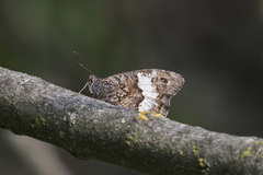 Hipparchia fagi