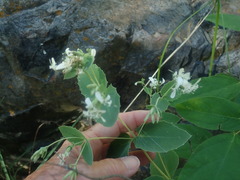 Guardiola platyphylla