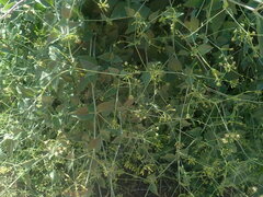Commicarpus scandens