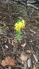 Lithospermum cobrense