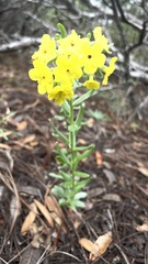 Lithospermum cobrense