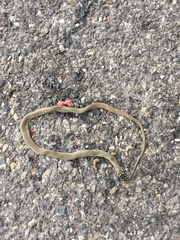 Hierophis viridiflavus