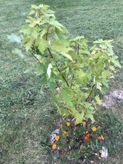 Acer saccharum