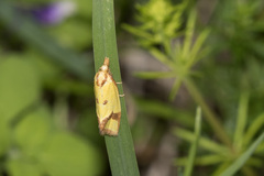 Agapeta zoegana