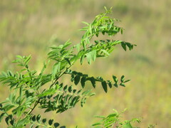 Amorpha fruticosa