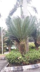 Cycas rumphii