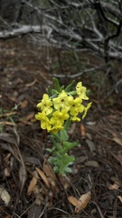 Lithospermum cobrense
