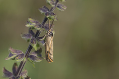Spiris striata