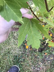 Acer saccharum
