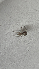 Menemerus bivittatus