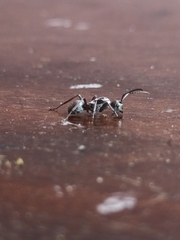 Myrmhopla