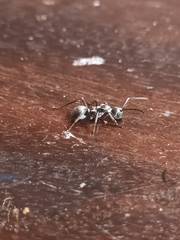 Myrmhopla