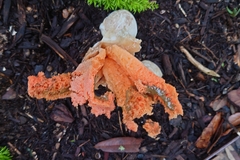 Clathrus columnatus