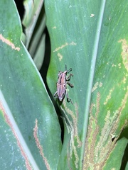 Sphenocorynes kosempoensis