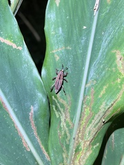 Sphenocorynes kosempoensis