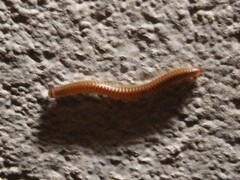 Cylindroiulus punctatus