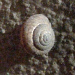 Xeroplexa intersecta