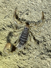 Paruroctonus silvestrii