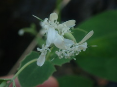 Guardiola platyphylla