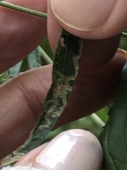 Liriomyza carphephori