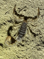 Paruroctonus silvestrii