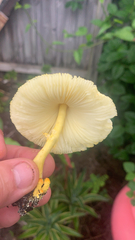 Leucocoprinus birnbaumii