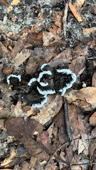 Phellodon niger