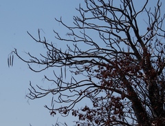 Moringa ovalifolia image