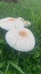 Chlorophyllum molybdites