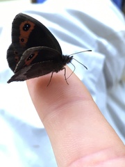 Erebia