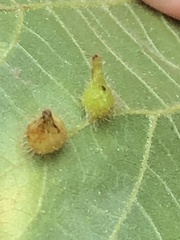 Caryomyia