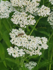 Chauliognathus marginatus