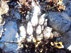Pollicipes polymerus