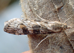 Nomophila nearctica