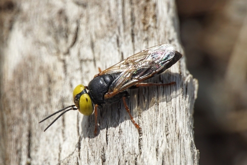 Representative image of Tachysphex erythropus
