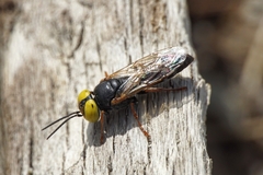 Tachysphex erythropus