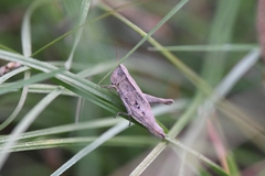 Dichromorpha viridis