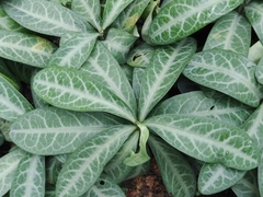 Breynia spatulifolia