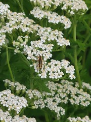 Chauliognathus marginatus