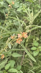 Sphaeralcea angustifolia