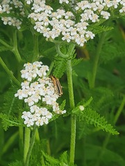 Chauliognathus marginatus