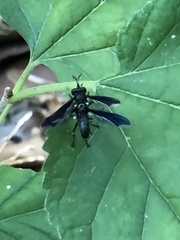 Physocephala tibialis