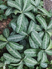 Breynia spatulifolia