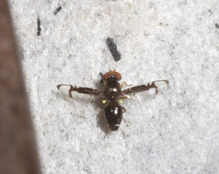 Ulidiidae