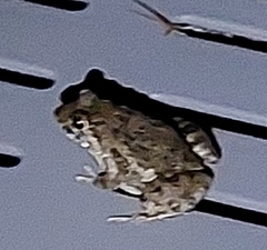 Fejervarya limnocharis