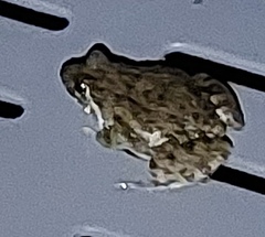 Fejervarya limnocharis