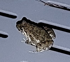 Fejervarya limnocharis